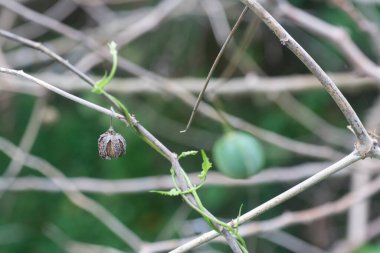 Manihot esculenta meyvesinin yakın çekimi.