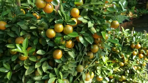 Nagy Edény Díszítő Lime Gyümölcsfa — Stock videók
