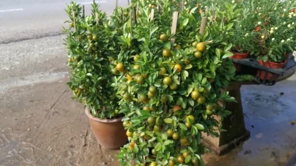 Gran Maceta Del Árbol Frutas Lima Decorativo — Vídeo de stock