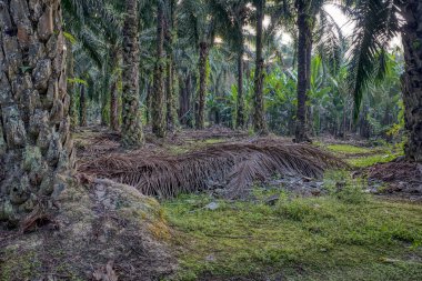 Sabah güneş ışınları palmiye dallarından tarlaya nüfuz ediyor..