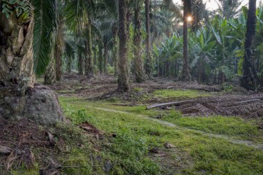 Sabah güneş ışınları palmiye dallarından tarlaya nüfuz ediyor..