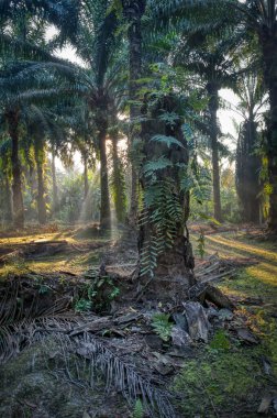 Sabah güneş ışınları palmiye dallarından tarlaya nüfuz ediyor..