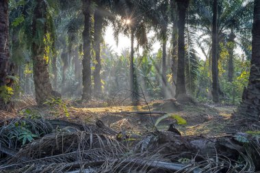 Sabah güneş ışınları palmiye dallarından tarlaya nüfuz ediyor..
