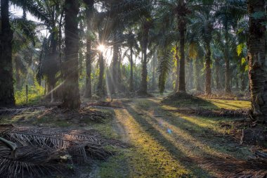 Sabah güneş ışınları palmiye dallarından tarlaya nüfuz ediyor..