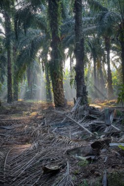 Sabah güneş ışınları palmiye dallarından tarlaya nüfuz ediyor..