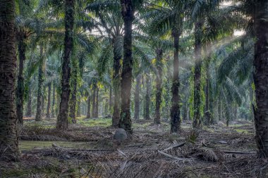 Sabah güneş ışınları palmiye dallarından tarlaya nüfuz ediyor..