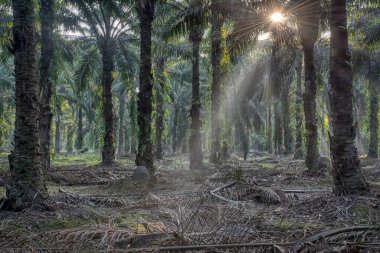 Sabah güneş ışınları palmiye dallarından tarlaya nüfuz ediyor..