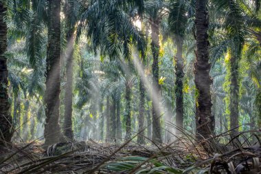 Sabah güneş ışınları palmiye dallarından tarlaya nüfuz ediyor..