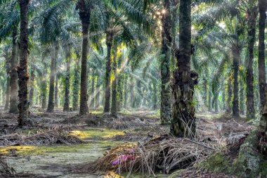 Sabah güneş ışınları palmiye dallarından tarlaya nüfuz ediyor..