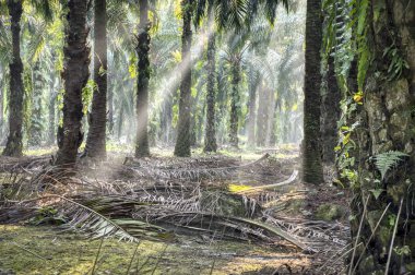 Sabah güneş ışınları palmiye dallarından tarlaya nüfuz ediyor..
