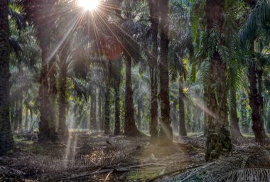 Sabah güneş ışınları palmiye dallarından tarlaya nüfuz ediyor..