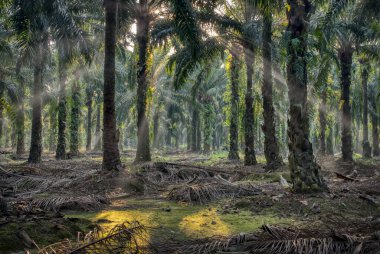 Sabah güneş ışınları palmiye dallarından tarlaya nüfuz ediyor..
