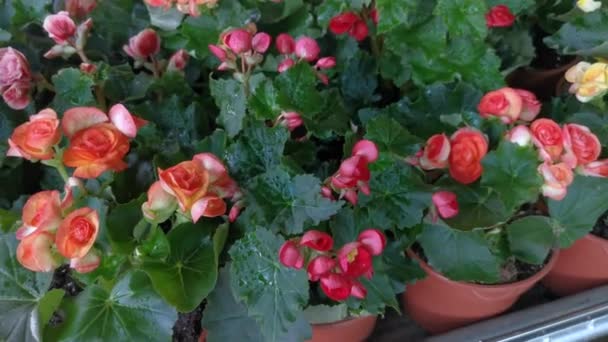 Variety Colored Reiger Begonia Flower — Stock Video