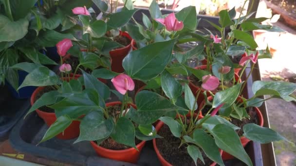 Footage Potty Pink Anthurium Houseplant Flower — Stock Video