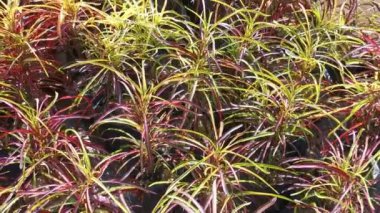 Zanzibar puding croton renkli yapraklar.