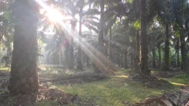 Sabah güneş ışınları palmiye dallarından tarlaya nüfuz ediyor..