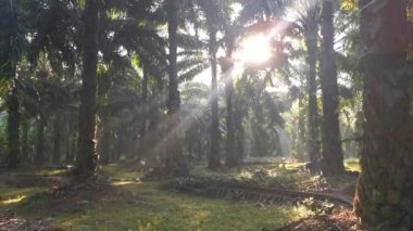 Sabah güneş ışınları palmiye dallarından tarlaya nüfuz ediyor..