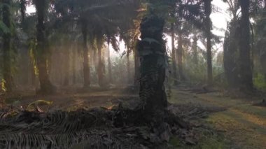 Sabah güneş ışınları palmiye dallarından tarlaya nüfuz ediyor..