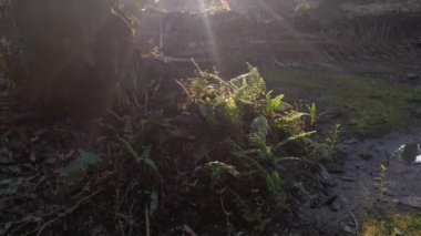Sabah güneş ışınları palmiye dallarından tarlaya nüfuz ediyor..