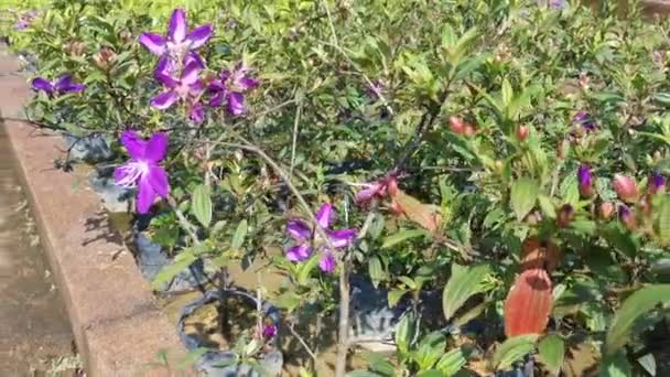 Саженцы Фиолетовой Меластомы Малабатрикума — стоковое видео