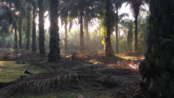 Morgonsolens Strålar Tränger Plantagen Genom Palmgrenarna — Stockvideo