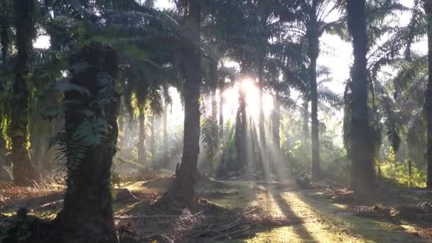 Raggi Del Sole Mattutini Che Penetrano Nella Piantagione Attraverso Rami — Video Stock