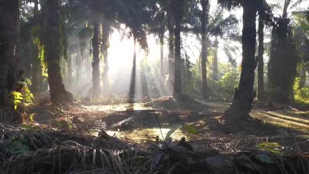Rayos Del Sol Mañana Penetrando Plantación Través Las Ramas Las — Vídeo de stock