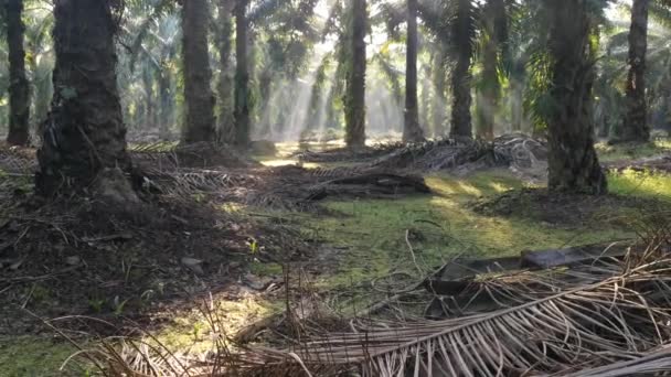 Morning Sun Rays Penetrating Plantation Palm Branches — Stock Video