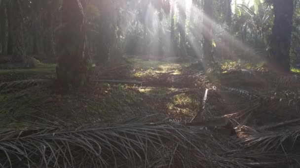 Rayos Del Sol Mañana Penetrando Plantación Través Las Ramas Las — Vídeo de stock