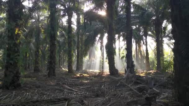 Rayons Soleil Matinaux Pénétrant Dans Plantation Travers Les Branches Palmier — Video