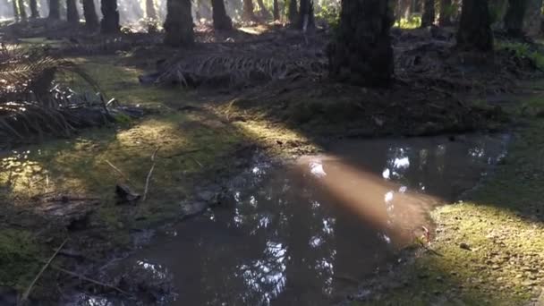 Morgonsolens Strålar Tränger Plantagen Genom Palmgrenarna — Stockvideo