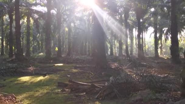 Morgonsolens Strålar Tränger Plantagen Genom Palmgrenarna — Stockvideo