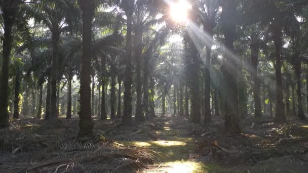 Morgonsolens Strålar Tränger Plantagen Genom Palmgrenarna — Stockvideo
