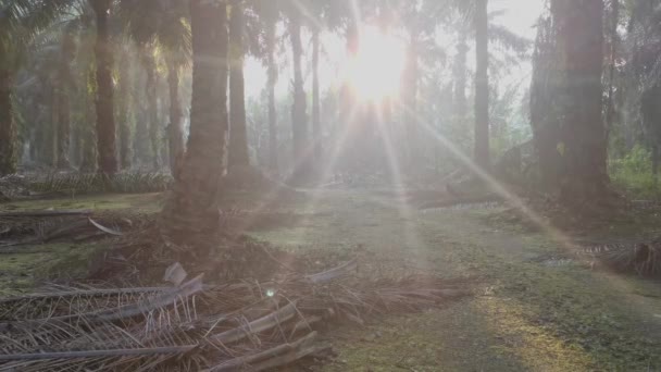 Morning Sun Rays Penetrating Plantation Palm Branches — Stock Video