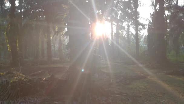 朝日の光がヤシの枝を通ってプランテーションに入り込み — ストック動画