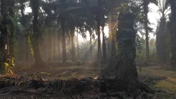 朝日の光がヤシの枝を通ってプランテーションに入り込み — ストック動画