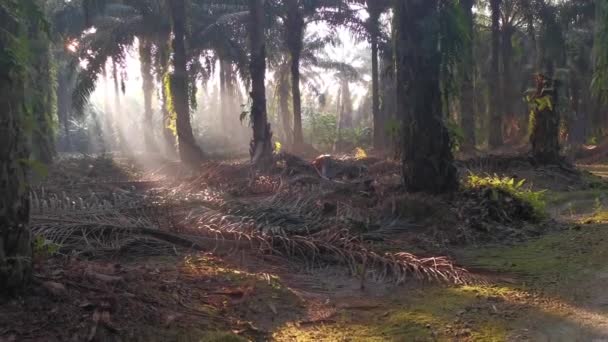 Rayos Del Sol Mañana Penetrando Plantación Través Las Ramas Las — Vídeo de stock