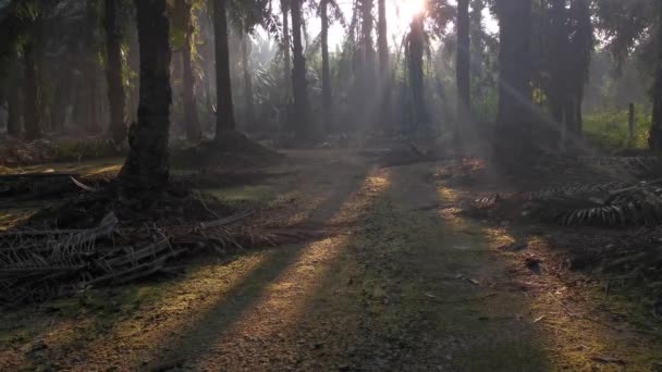 Morning Sun Rays Penetrating Plantation Palm Branches — Stock Video