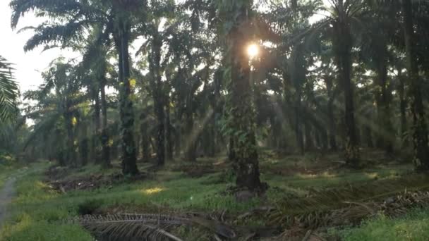 Zonnestralen Die Plantage Binnendringen Door Palmtakken — Stockvideo