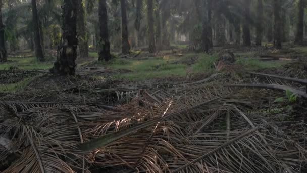 Morgonsolens Strålar Tränger Plantagen Genom Palmgrenarna — Stockvideo