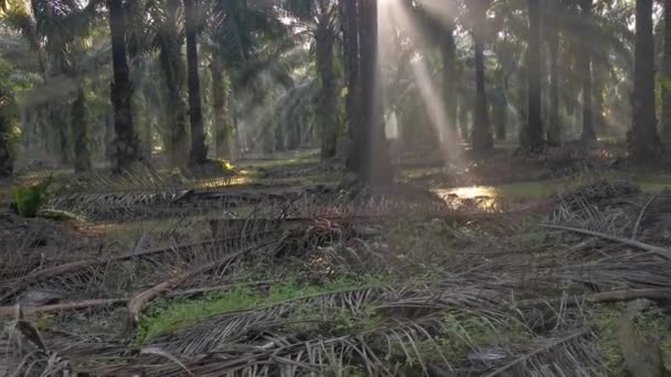 Morgensonnenstrahlen Dringen Durch Die Palmenzweige Die Plantage Ein — Stockvideo
