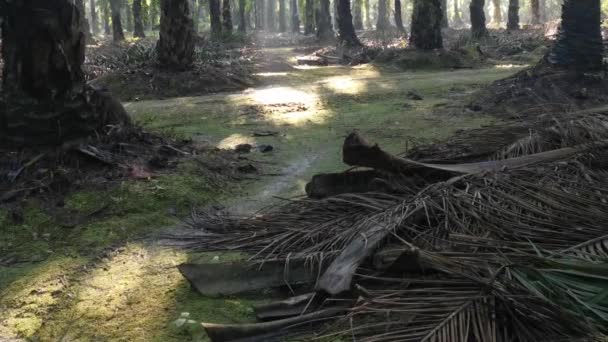 Morning Sun Rays Penetrating Plantation Palm Branches — Stock Video