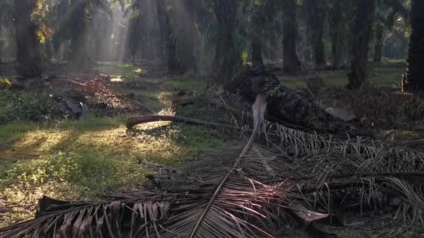 Morning Sun Rays Penetrating Plantation Palm Branches — Stock Video