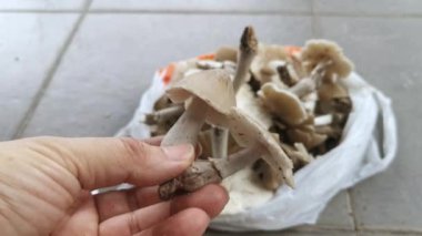 Taze yenebilir termitomyce tylerianus mantarları topluyorum..