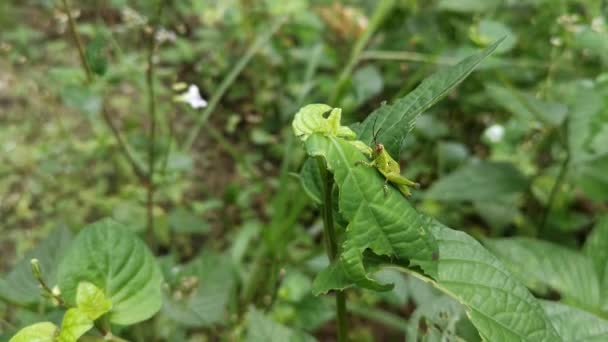 Jeune Nymphe Sauterelle Reposant Sur Les Feuilles Vertes — Video