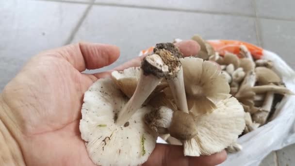 Plukken Van Verse Eetbare Termitomyces Tylerianus Champignons — Stockvideo