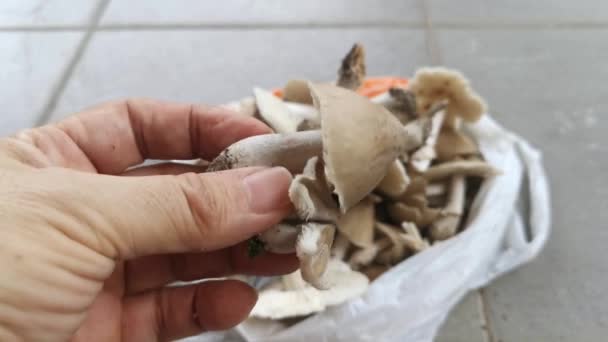 Plukken Van Verse Eetbare Termitomyces Tylerianus Champignons — Stockvideo