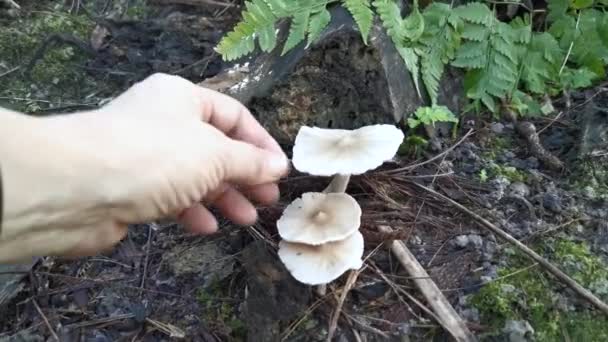 Szedés Friss Ehető Termitomyces Tylerianus Gomba — Stock videók