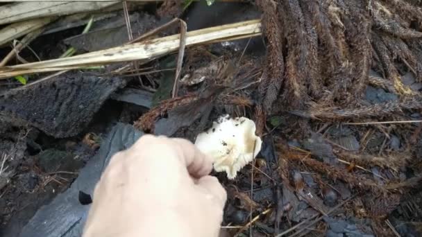 采摘新鲜的食用菌菌丝菌 — 图库视频影像