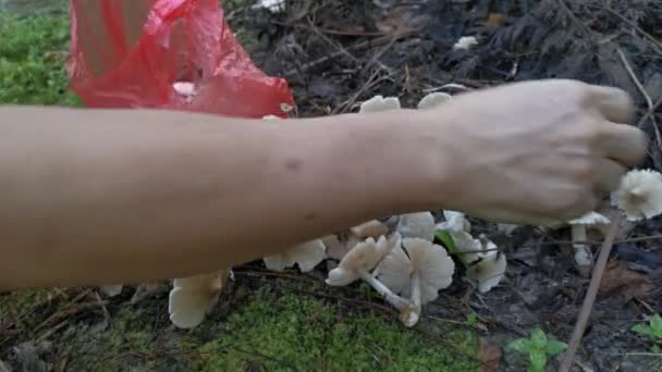 采摘新鲜的食用菌菌丝菌 — 图库视频影像